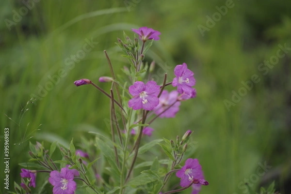 Obraz flowers in the field