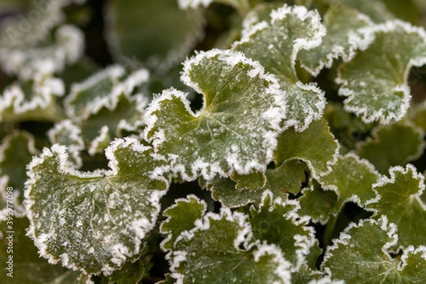 Obraz Gefrorene Blätter