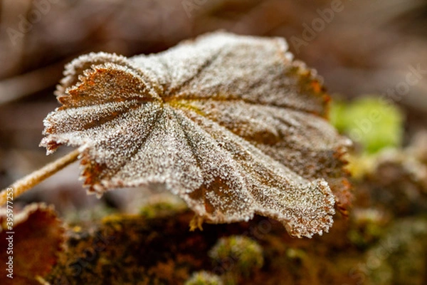 Obraz gefrorenes Blatt