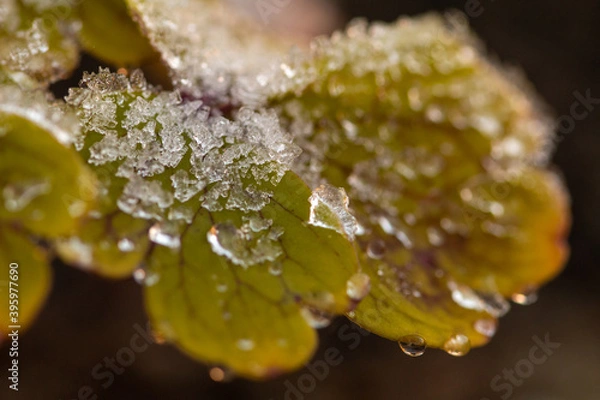 Obraz Eis auf grünen Blätter