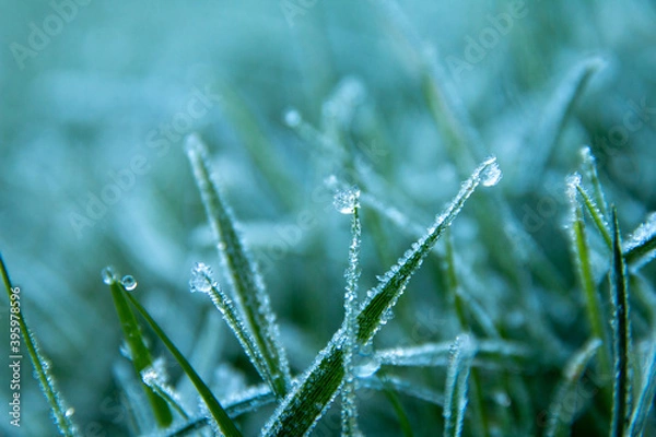 Obraz gefrorenes Gras