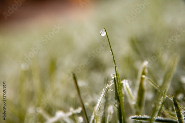 Obraz Wassertropfen am Grashalm