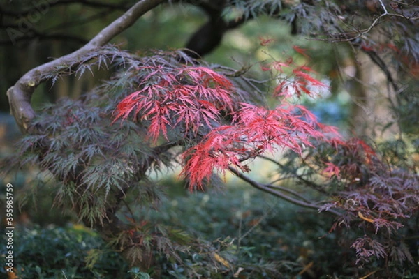 Fototapeta Ahorn, Acer palmatum mit dunkel roten und leuchtend roten Blättern im Herbst.