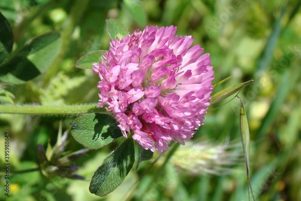 Fototapeta Red Clover (Trifolium pratense)
