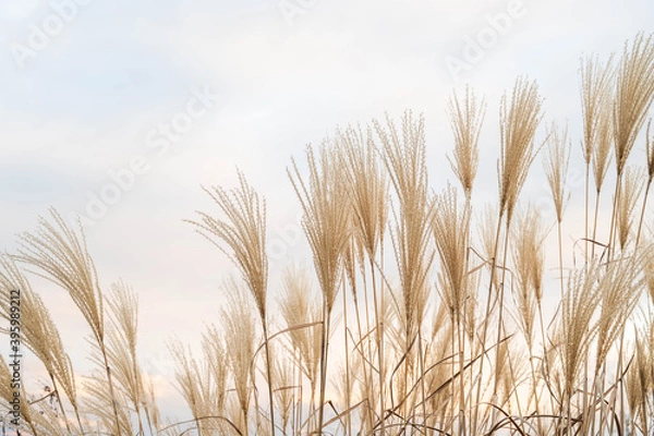 Obraz 冬空とススキの穂