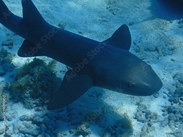 Fototapeta Looe Key Diving Sharks, Parrott Fish, and Reefs - oh my!