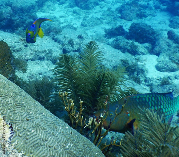 Fototapeta Looe Key Diving Sharks, Parrott Fish, and Reefs - oh my!