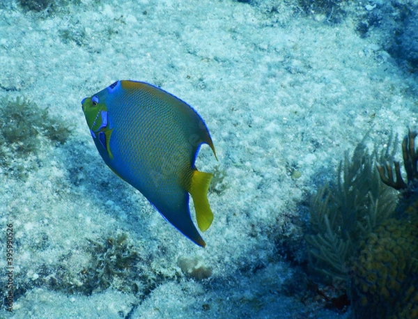 Fototapeta Looe Key Diving Sharks, Parrott Fish, and Reefs - oh my!
