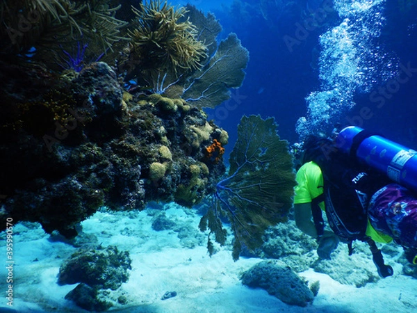Fototapeta Looe Key Diving Sharks, Parrott Fish, and Reefs - oh my!