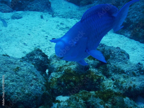 Fototapeta Looe Key Diving Sharks, Parrott Fish, and Reefs - oh my!