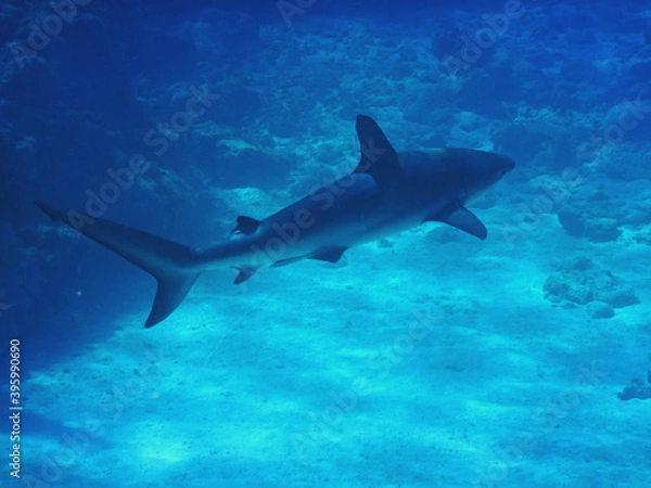 Fototapeta Looe Key Diving Sharks, Parrott Fish, and Reefs - oh my!