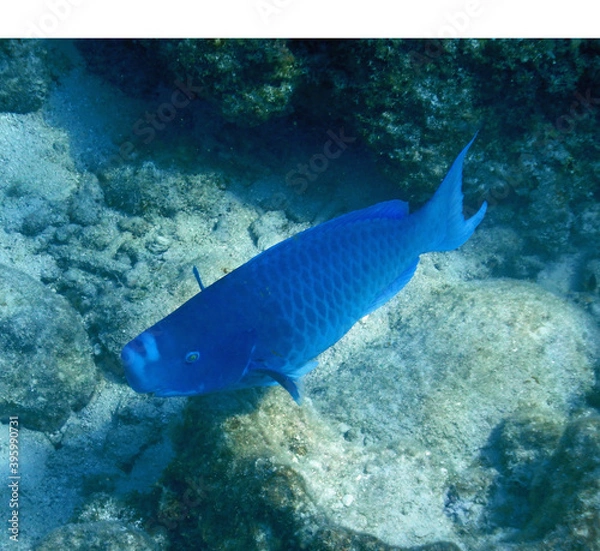 Fototapeta Looe Key Diving Sharks, Parrott Fish, and Reefs - oh my!