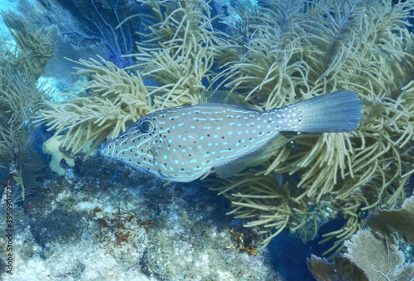 Fototapeta Looe Key Diving Sharks, Parrott Fish, and Reefs - oh my!