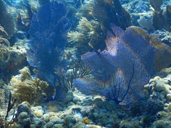 Fototapeta Looe Key Diving Sharks, Parrott Fish, and Reefs - oh my!
