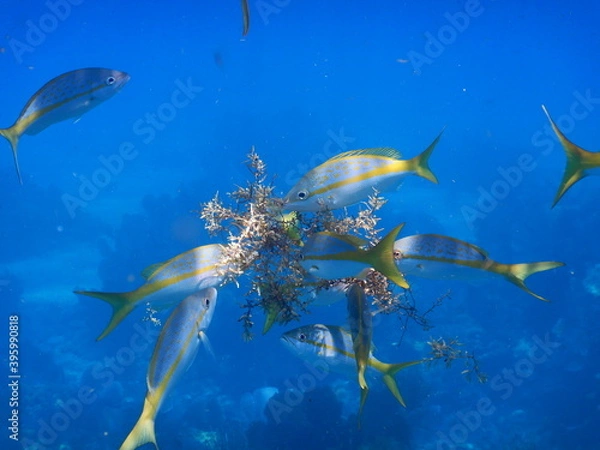 Fototapeta Looe Key Diving Sharks, Parrott Fish, and Reefs - oh my!