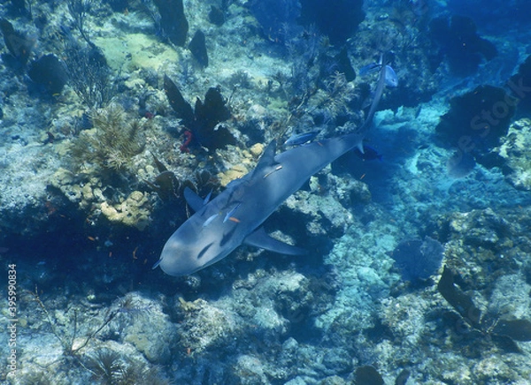 Fototapeta Looe Key Diving Sharks, Parrott Fish, and Reefs - oh my!
