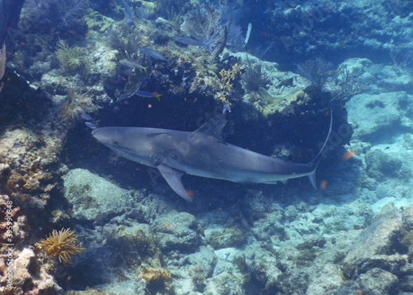 Fototapeta Looe Key Diving Sharks, Parrott Fish, and Reefs - oh my!