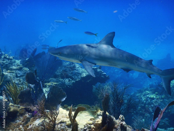Fototapeta Looe Key Diving Sharks, Parrott Fish, and Reefs - oh my!