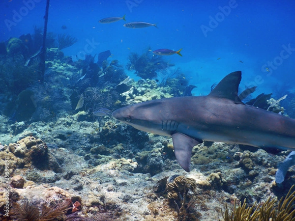 Fototapeta Looe Key Diving Sharks, Parrott Fish, and Reefs - oh my!