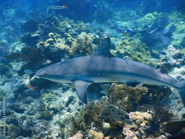 Fototapeta Looe Key Diving Sharks, Parrott Fish, and Reefs - oh my!