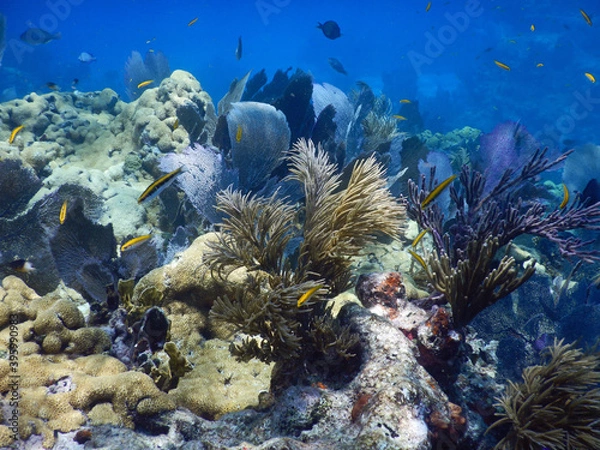Fototapeta Looe Key Diving Sharks, Parrott Fish, and Reefs - oh my!