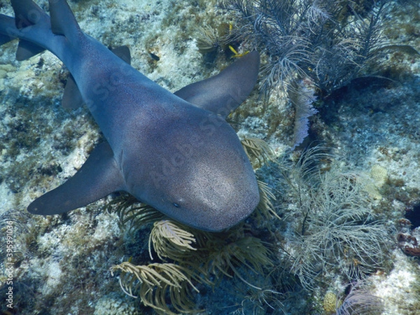Fototapeta Looe Key Diving Sharks, Parrott Fish, and Reefs - oh my!