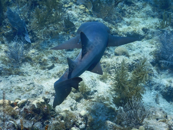 Fototapeta Looe Key Diving Sharks, Parrott Fish, and Reefs - oh my!