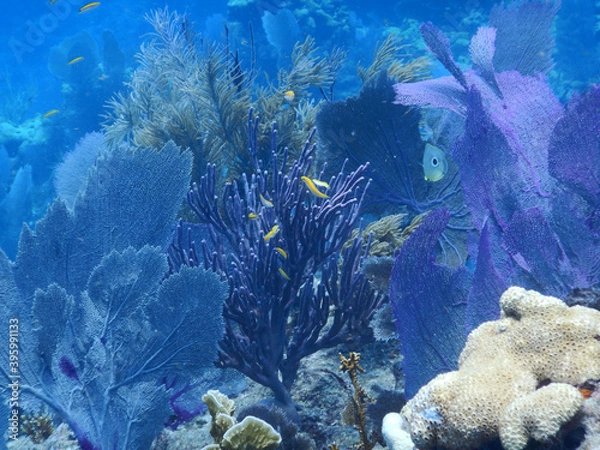 Fototapeta Looe Key Diving Sharks, Parrott Fish, and Reefs - oh my!