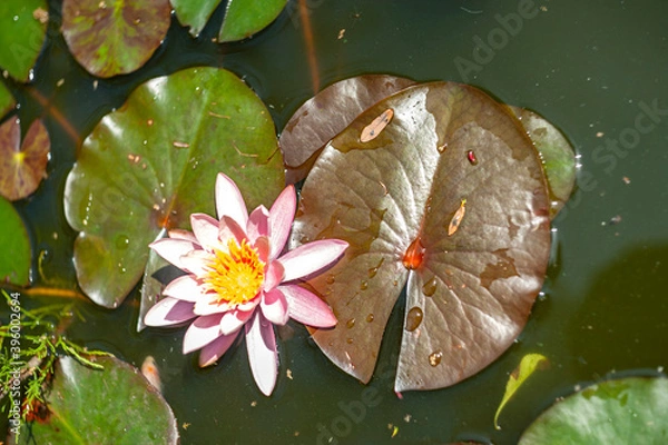 Fototapeta White or pink nymphaea or water lily flower macro shot with water drops on petals in water of garden pond with green leafs