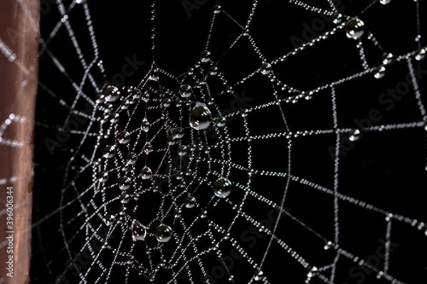 Obraz dew on the spider's web