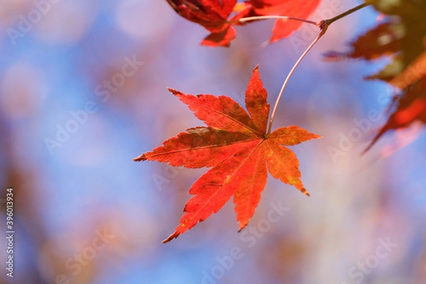Fototapeta 青空を背景に真っ赤に色づいたモミジの葉