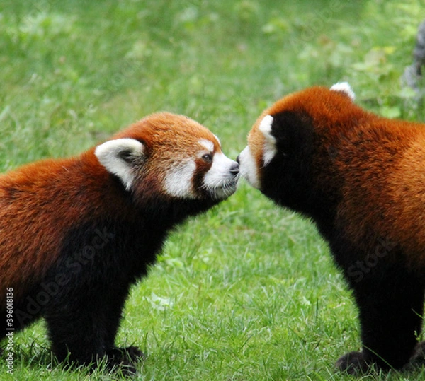 Fototapeta red panda in love