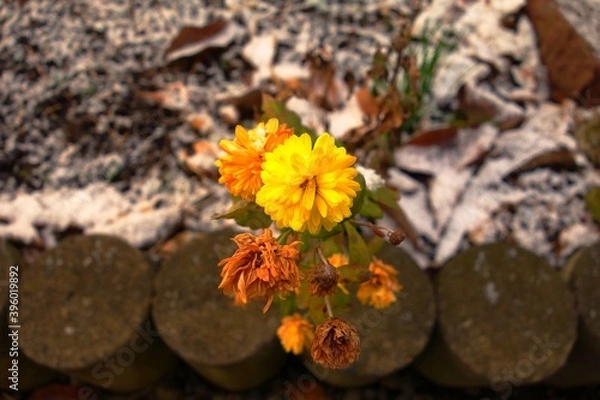 Fototapeta ナチュラル ドライフラワー
