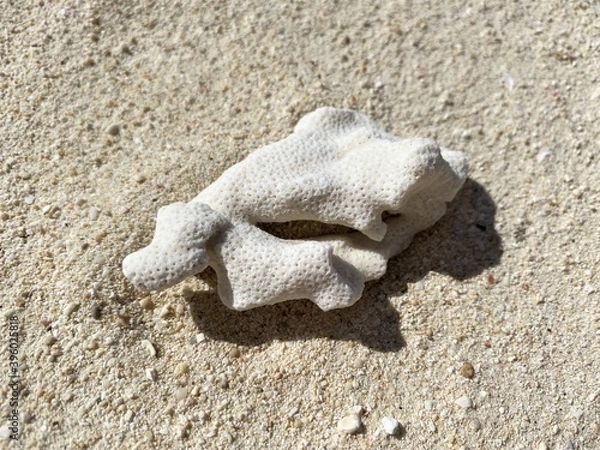 Fototapeta サンゴの死骸