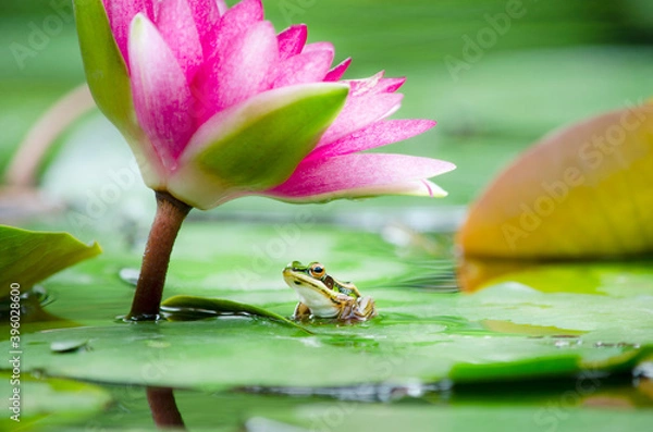 Obraz Closed up little frog sitting on green lotus leaf floor in the pond under sweet pink lotus or lily flower in the morning time of rainy day, over blur nature background