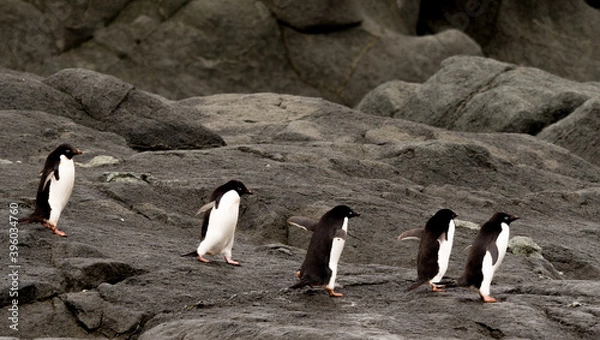 Obraz Row of 5 Adelie penguins walking across black rocks in Antarctica