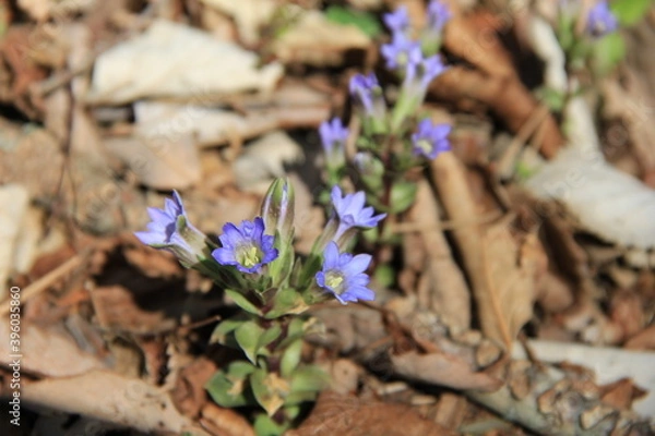 Obraz 春先に青紫色の花を咲かせているフデリンドウ(筆竜胆)