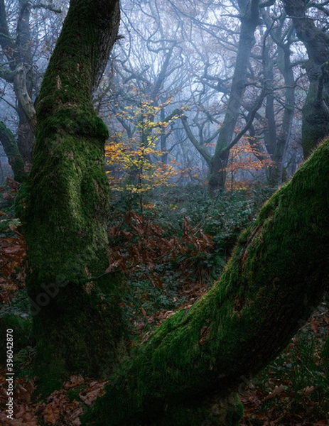 Obraz Acient curving trees in the woods during a cross over of seasons. Autumn to winter.