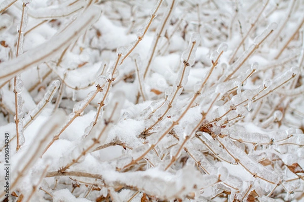 Obraz icebound tree branches after the cyclone