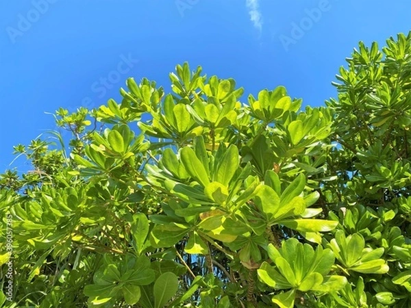 Fototapeta 青空の下のヤエヤマヒルギ
