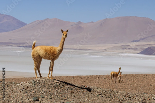 Fototapeta Vicuña standing alone