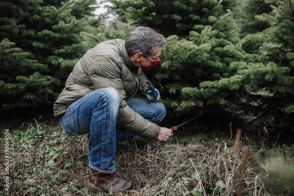 Obraz cut your own christmas tree