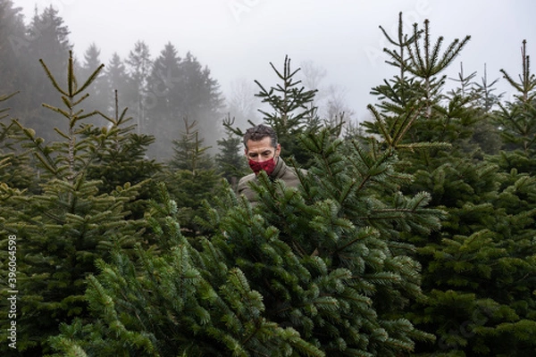 Obraz cut your own christmas tree