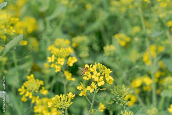 Fototapeta 花の蜜を吸う蜜蜂