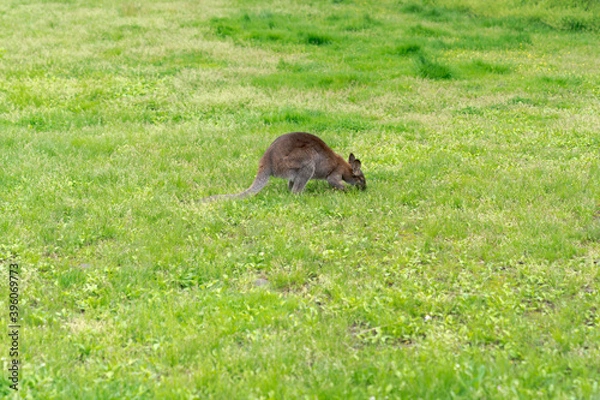 Fototapeta 草原にたたずむカンガルー