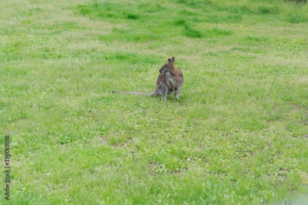 Fototapeta 草原にたたずむカンガルー