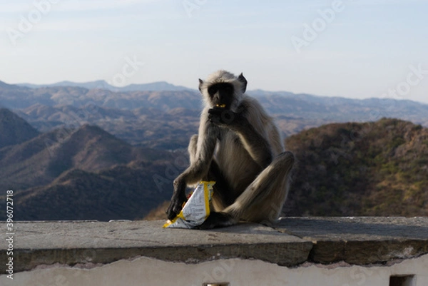 Obraz Monkey with a packet of chips