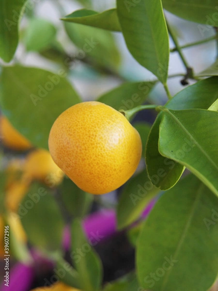 Fototapeta Citrus ou citrofortunella microcarpa - Calamondin ou oranger d'appartement, agrume décoratif au feuillage vert-foncé et fructification en petites oranges
