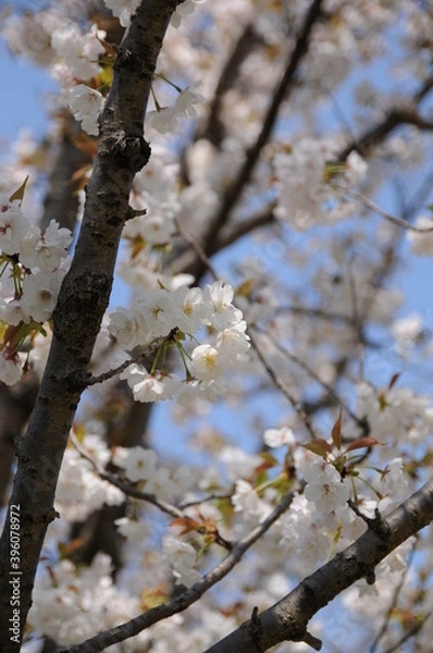 Fototapeta ほだまり