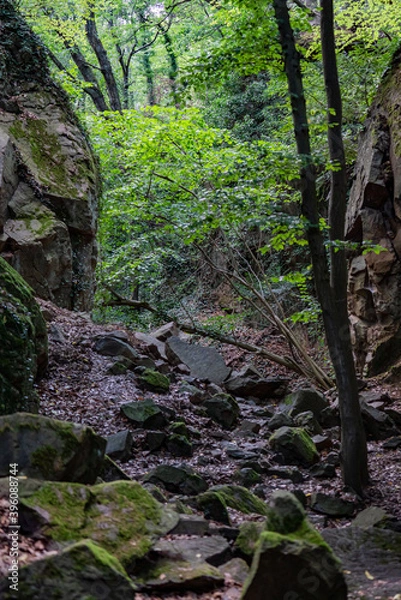 Fototapeta View in a rugged gorge in a forest.
